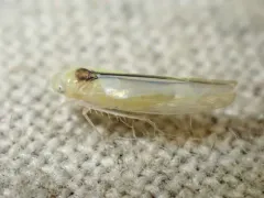 Edwardsiana commissuralis thumbnail 4