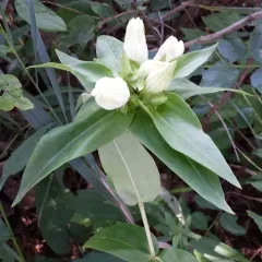 pale gentian thumbnail 2