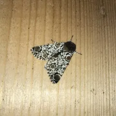 Harris' Three-Spot thumbnail 2