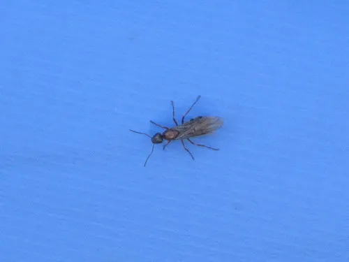 Pacific Field Ant