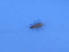 Pacific Field Ant thumbnail 1