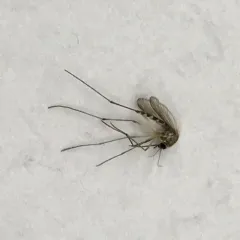 Plains Floodwater Mosquito thumbnail 2