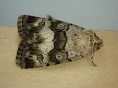 Sympistis albifasciata thumbnail 3