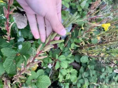 Wolf's Evening Primrose thumbnail 2