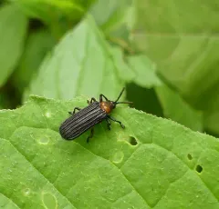 Chalepus bicolor thumbnail 2