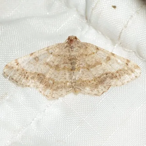 Faint-spotted Angle