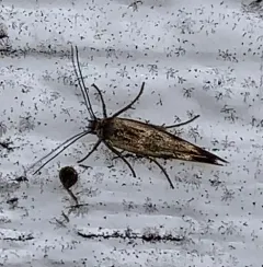 Chenopodium Scythris Moth thumbnail 2