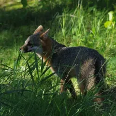 Gray Fox thumbnail 3