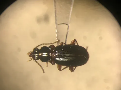 Trechus crassiscapus