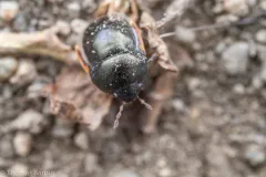 Corimelaena incognita thumbnail 2