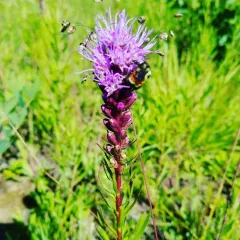 dense blazing star thumbnail 1