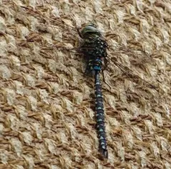 Subarctic Darner thumbnail 2