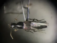 Philonthus varians thumbnail 2