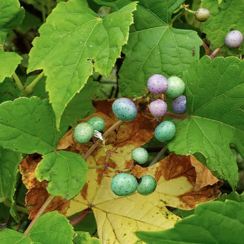 Porcelain Berry