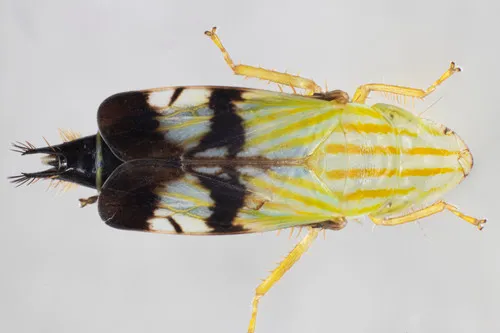 Neohecalus lineatus