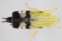 Neohecalus lineatus thumbnail 1