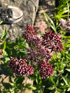 hemp agrimony thumbnail 2