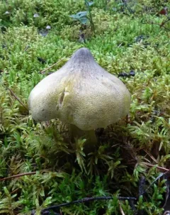 Tricholoma davisiae thumbnail 3