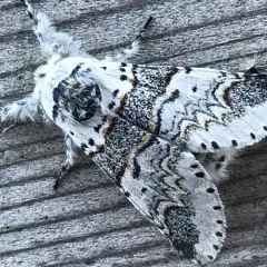 Western Furcula Moth thumbnail 2