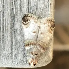 Orange-tufted Oneida Moth thumbnail 4