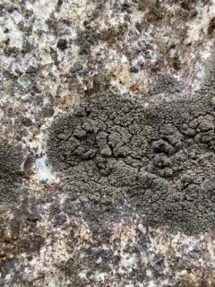 Scaly Ink Lichen thumbnail 2
