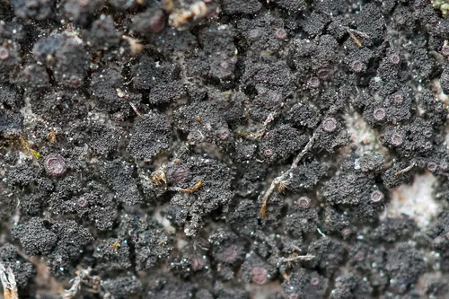Psorotichia schaereri