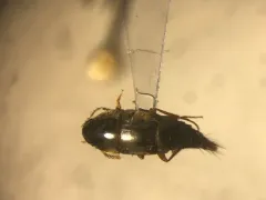 Sepedophilus testaceus thumbnail 3