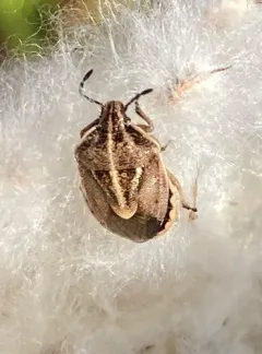 Trichopepla atricornis thumbnail 2