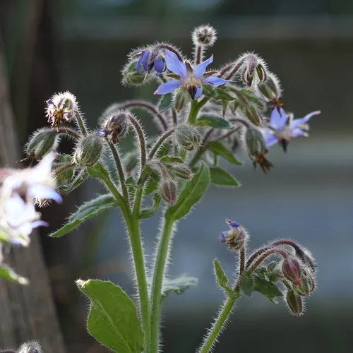 Borage