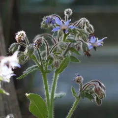 Borage thumbnail 1