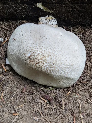 Pluteus leucoborealis