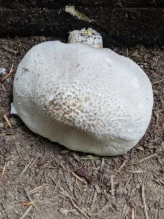Pluteus leucoborealis thumbnail 1