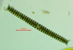 Triploceras verticillatum thumbnail 2