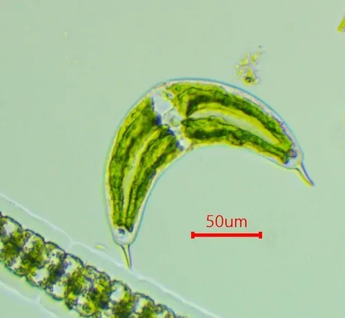 Spinoclosterium cuspidatum