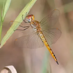Wandering Glider thumbnail 2