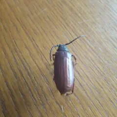 Brown Prionid thumbnail 2