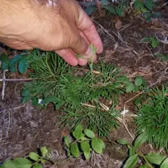 blue clubmoss thumbnail 2
