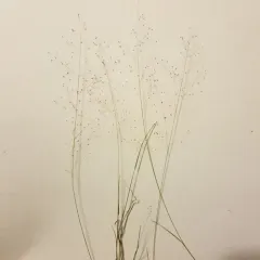 fall dropseed muhly thumbnail 3