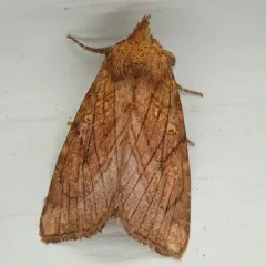 Sensitive Fern Borer Moth thumbnail 4