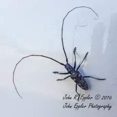 Spotted Pine Sawyer thumbnail 3