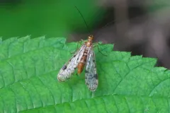 Panorpa submaculosa thumbnail 2
