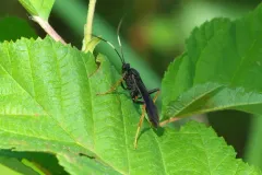 Hoplismenus morulus thumbnail 3