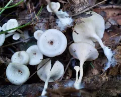 Singerocybe adirondackensis thumbnail 1