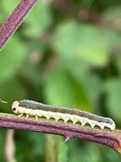 White-tipped Sawfly thumbnail 1