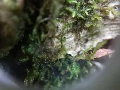 Dictyocatenulata alba thumbnail 4