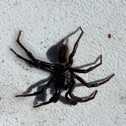 Pacific Foldingdoor Spider