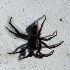 Pacific Foldingdoor Spider thumbnail 1