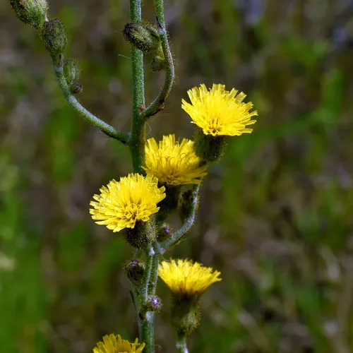 hairy hawkweed
