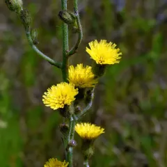 hairy hawkweed thumbnail 1