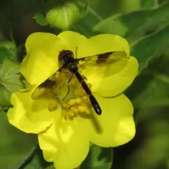 Eastern Band-winged Hover Fly thumbnail 2